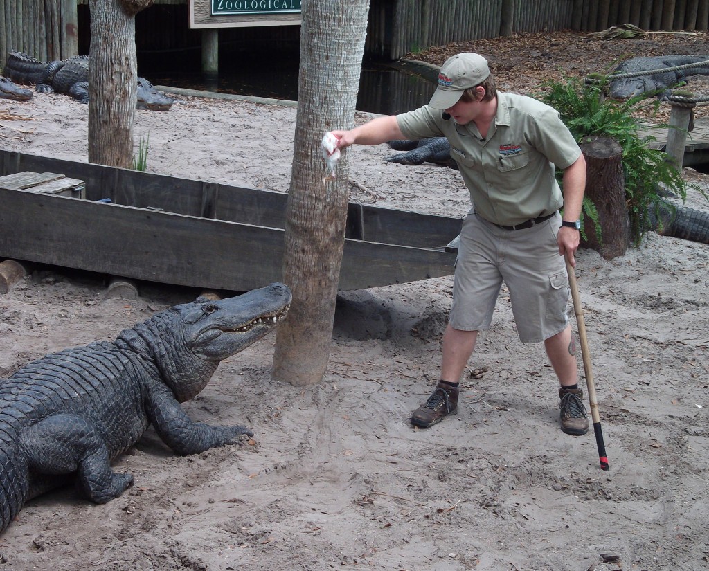 Alligator Farm reptile charmers accept risky job The Flagler College