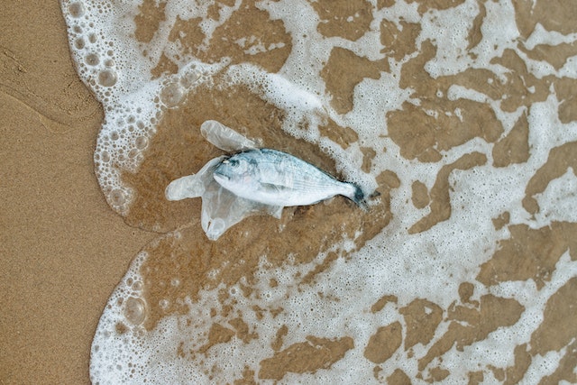 Fish in Plastic by Nataliya Vaitkevich